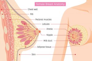 Female Breast Anatomy